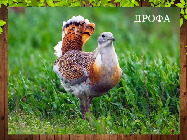 Лесные птицы рязанской области фото с названиями