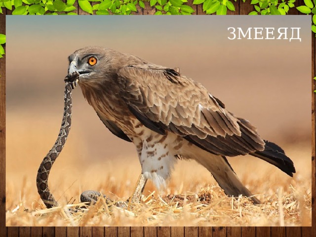 Лесные птицы рязанской области фото с названиями