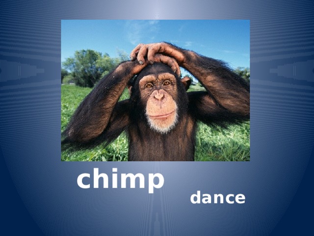 chimp dance