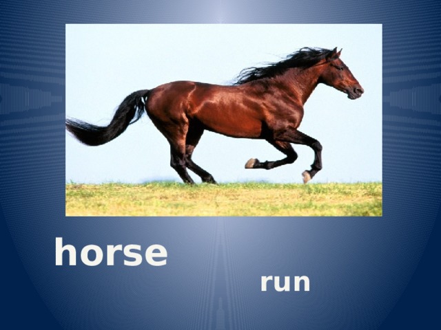 horse run