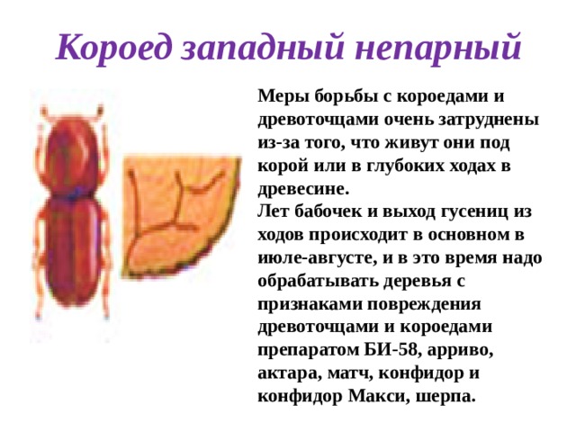 Короед западный непарный Меры борьбы с короедами и древоточцами очень затруднены из-за того, что живут они под корой или в глубоких ходах в древесине. Лет бабочек и выход гусениц из ходов происходит в основном в июле-августе, и в это время надо обрабатывать деревья с признаками повреждения древоточцами и короедами препаратом БИ-58, арриво, актара, матч, конфидор и конфидор Макси, шерпа.