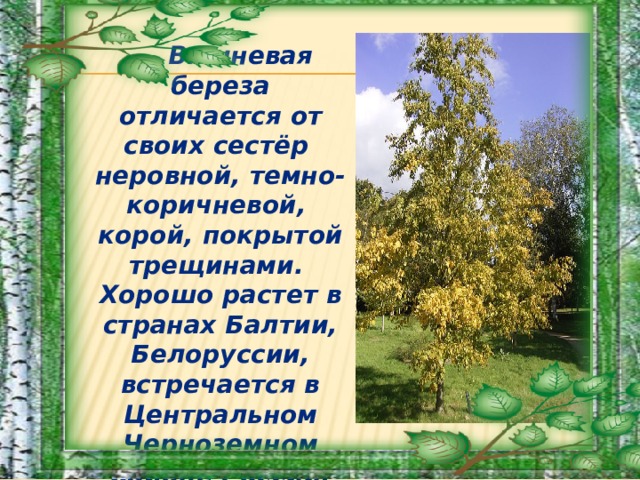 Вишневая береза отличается от своих сестёр неровной, темно-коричневой, корой, покрытой трещинами. Хорошо растет в странах Балтии, Белоруссии, встречается в Центральном Черноземном районе России.