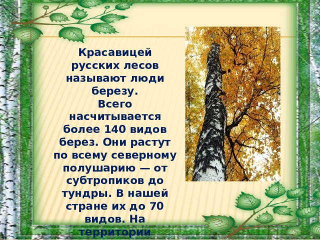 Красавицей русских лесов называют люди березу. Всего насчитывается более 140 видов берез. Они растут по всему северному полушарию — от субтропиков до тундры. В нашей стране их до 70 видов. На территории Приморского края произрастают 10 видов берёз .