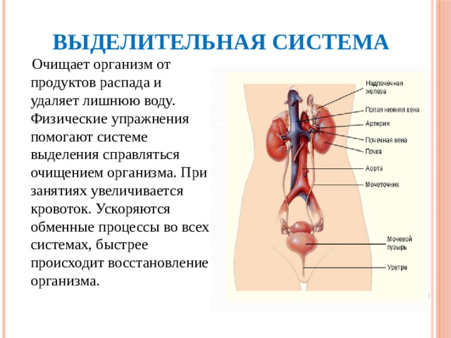 Какие органы выполняют выделительную функцию в организме