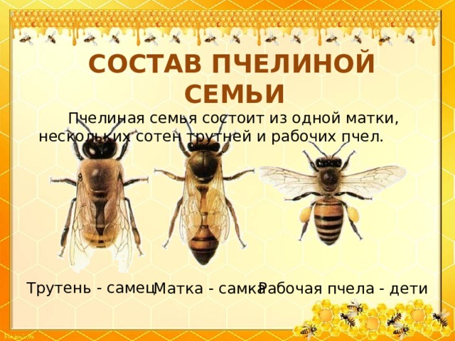 СОСТАВ ПЧЕЛИНОЙ СЕМЬИ  Пчелиная семья состоит из одной матки, нескольких сотен трутней и рабочих пчел. Трутень - самец Матка - самка Рабочая пчела - дети