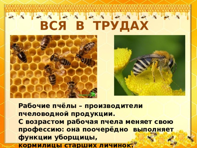 ВСЯ В ТРУДАХ Рабочие пчёлы – производители пчеловодной продукции. С возрастом рабочая пчела меняет свою профессию: она поочерёдно выполняет функции уборщицы, кормилицы старших личинок.