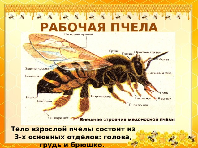 РАБОЧАЯ ПЧЕЛА Тело взрослой пчелы состоит из 3-х основных отделов: голова, грудь и брюшко.