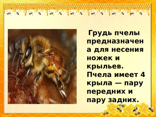 Грудь пчелы предназначена для несения ножек и крыльев. Пчела имеет 4 крыла — пару передних и пару задних.