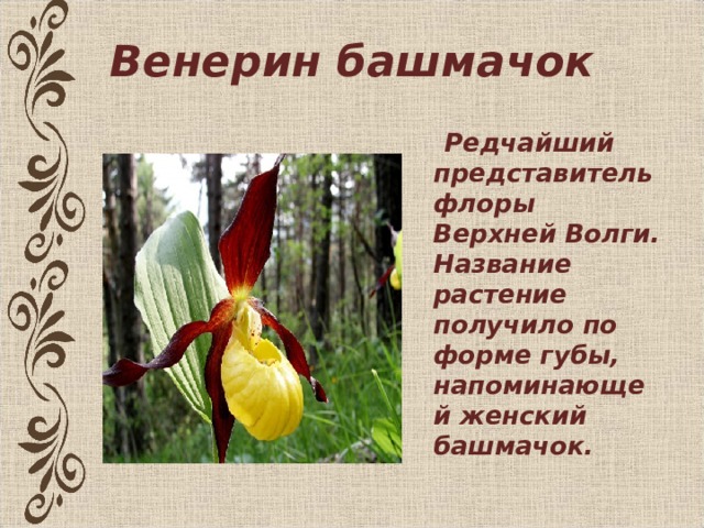 Венерин башмачок  Редчайший представитель флоры Верхней Волги. Название растение получило по форме губы, напоминающей женский башмачок.
