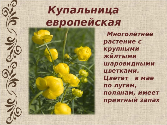 Купальница европейская  Многолетнее растение с крупными жёлтыми шаровидными цветками. Цветет в мае по лугам, полянам, имеет приятный запах