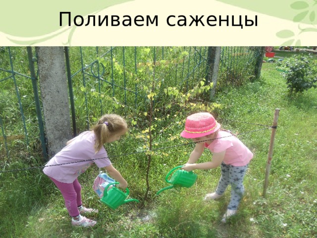 Поливаем саженцы