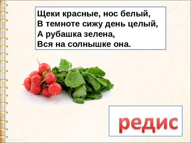 Щеки красные, нос белый,   В темноте сижу день целый,   А рубашка зелена,   Вся на солнышке она.