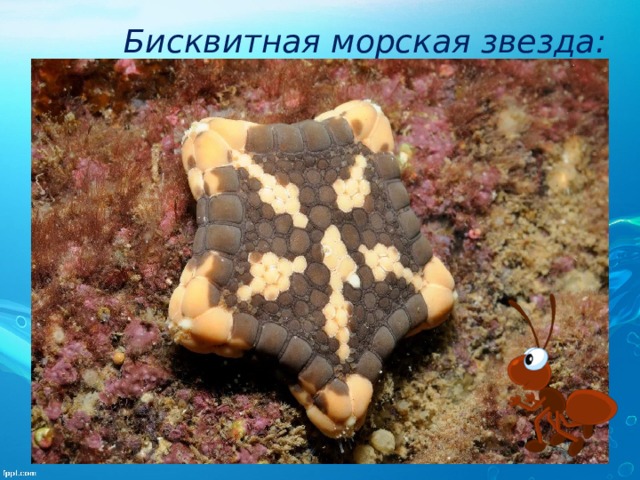 Бисквитная морская звезда: