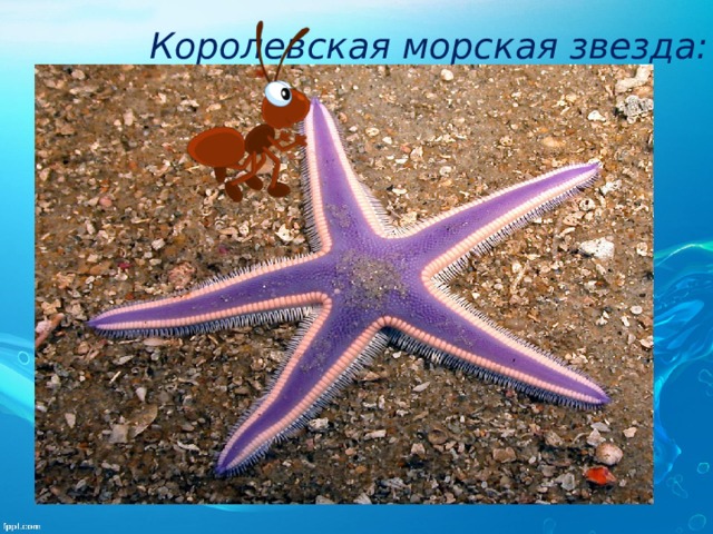 Королевская морская звезда: