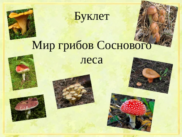 Буклет  Мир грибов Соснового леса