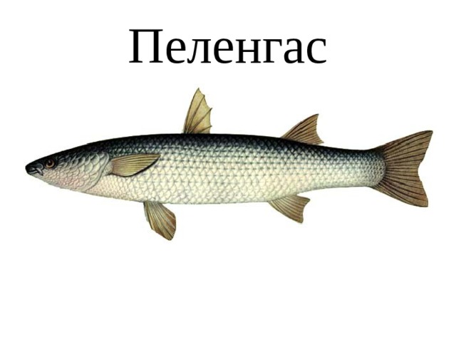 Пеленгас