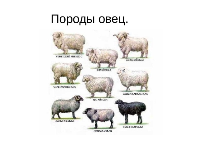 Породы овец.