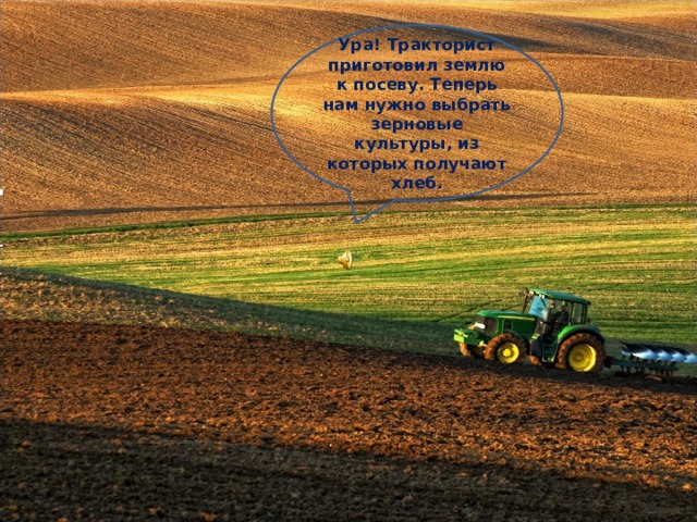 Ура! Тракторист приготовил землю к посеву. Теперь нам нужно выбрать зерновые культуры, из которых получают хлеб.