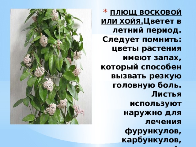 ПЛЮЩ ВОСКОВОЙ ИЛИ ХОЙЯ.