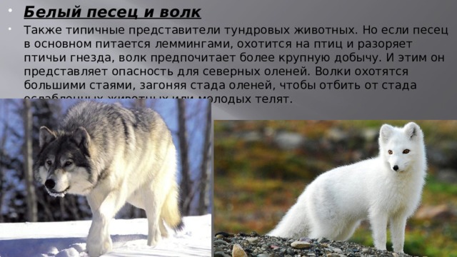 Белый песец и волк