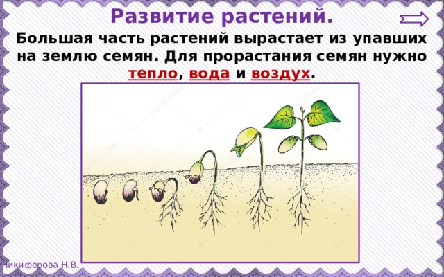 Развитие растений. Большая часть растений вырастает из упавших на землю семян. Для прорастания семян нужно тепло , вода и воздух .