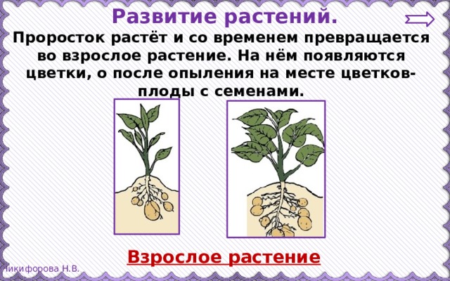 Развитие растений. Проросток растёт и со временем превращается во взрослое растение. На нём появляются цветки, о после опыления на месте цветков- плоды с семенами. Взрослое растение