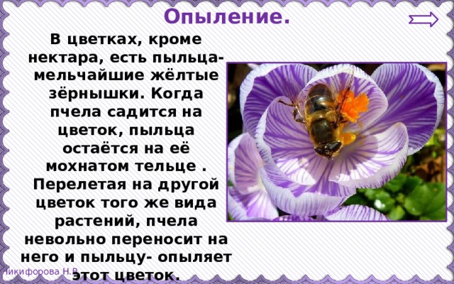 Опыление. В цветках, кроме нектара, есть пыльца-мельчайшие жёлтые зёрнышки. Когда пчела садится на цветок, пыльца остаётся на её мохнатом тельце . Перелетая на другой цветок того же вида растений, пчела невольно переносит на него и пыльцу- опыляет этот цветок.