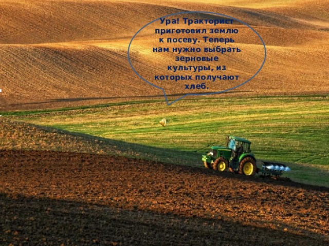 Ура! Тракторист приготовил землю к посеву. Теперь нам нужно выбрать зерновые культуры, из которых получают хлеб.