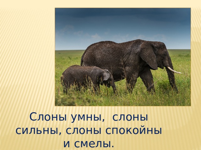Слоны умны,  слоны сильны, слоны спокойны и смелы.