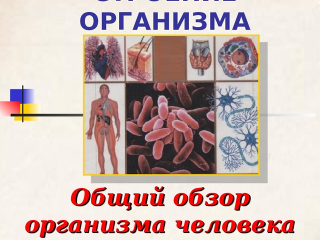 СТРОЕНИЕ ОРГАНИЗМА Общий обзор организма человека