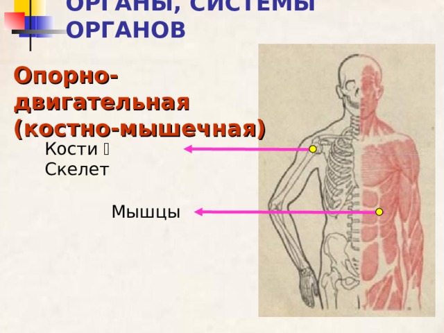 ОРГАНЫ, СИСТЕМЫ ОРГАНОВ Опорно-двигательная (костно-мышечная) Кости  Скелет Мышцы