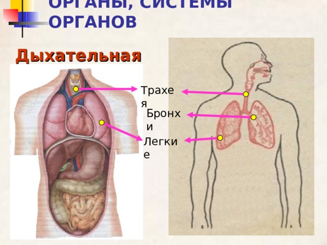 ОРГАНЫ, СИСТЕМЫ ОРГАНОВ Дыхательная Трахея Бронхи Легкие