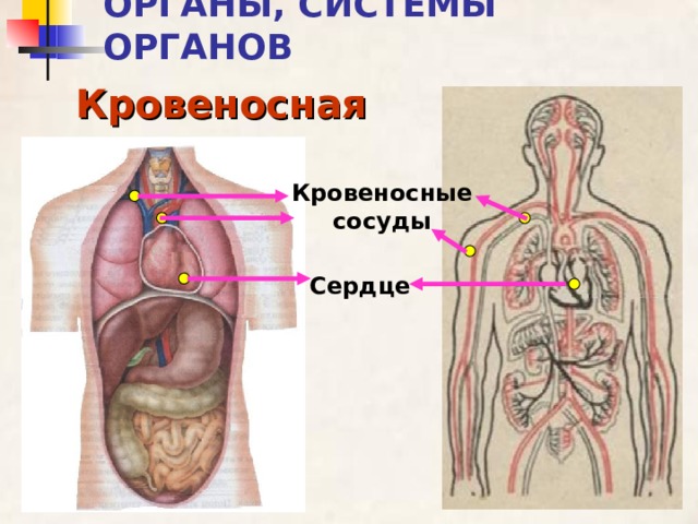 ОРГАНЫ, СИСТЕМЫ ОРГАНОВ Кровеносная Кровеносные сосуды Сердце