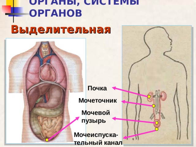 ОРГАНЫ, СИСТЕМЫ ОРГАНОВ Выделительная Почка Мочеточник Мочевой пузырь Мочеиспуска-тельный канал