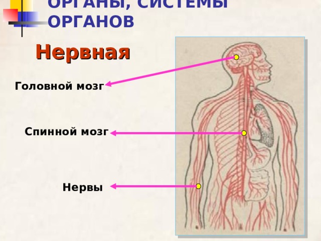 ОРГАНЫ, СИСТЕМЫ ОРГАНОВ Нервная Головной мозг Спинной мозг Нервы