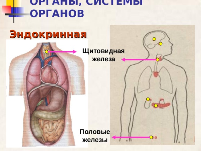 8 класс биология презентация на тему общий обзор организма