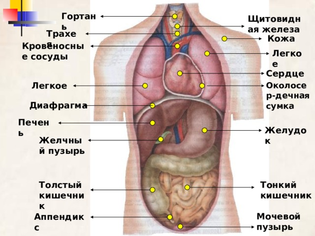 Гортань Щитовидная железа Трахея Кожа Кровеносные сосуды Легкое Сердце Легкое Околосер-дечная сумка  Диафрагма Печень Желудок Желчный пузырь Тонкий кишечник Толстый кишечник Мочевой пузырь Аппендикс