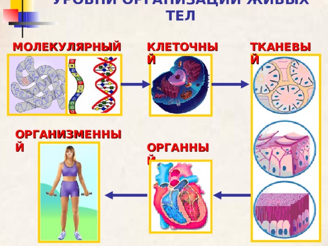 Общий план строения человека и процессы жизнедеятельности