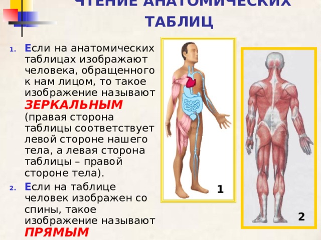 Обзор теле