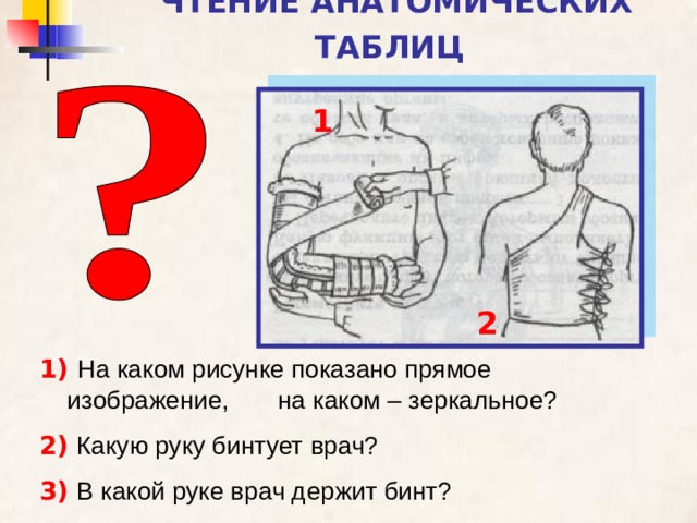 ЧТЕНИЕ АНАТОМИЧЕСКИХ ТАБЛИЦ  1 2 1)  На каком рисунке показано прямое изображение, на каком – зеркальное? 2)  Какую руку бинтует врач? 3)  В какой руке врач держит бинт?