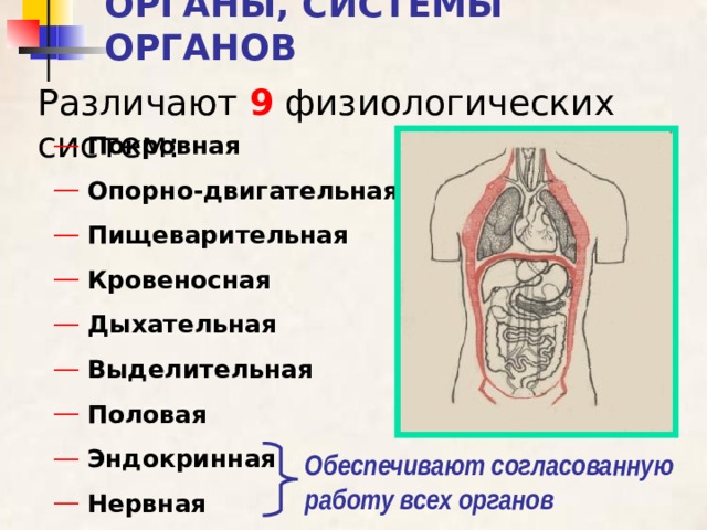 ОРГАНЫ, СИСТЕМЫ ОРГАНОВ Различают 9 физиологических систем:  Покровная  Опорно-двигательная  Пищеварительная  Кровеносная  Дыхательная  Выделительная  Половая  Эндокринная  Нервная Обеспечивают согласованную работу всех органов