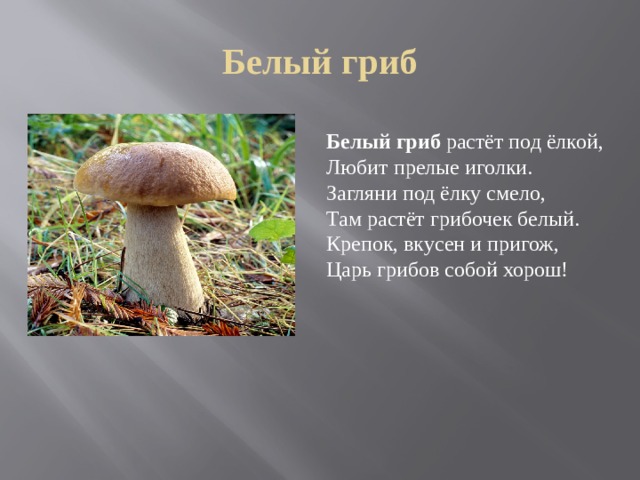 Сочинение на тему красота грибов. Белый гриб царь грибов. Белый гриб описание кратко. Белый гриб растет под елкой. Царь гриб белый.