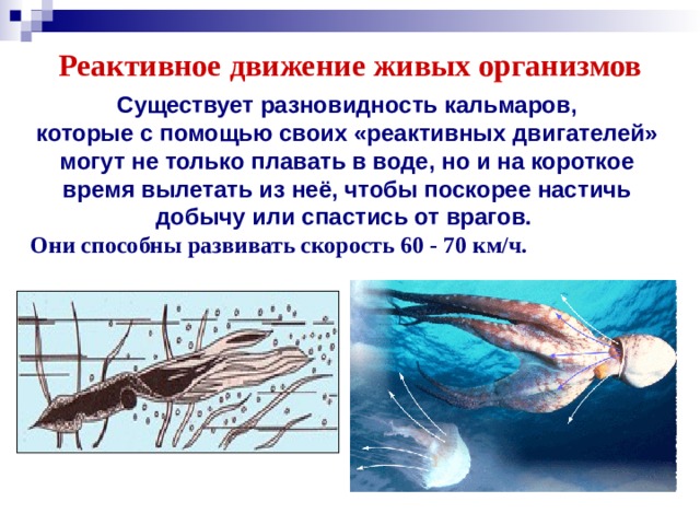 Реактивное движение живых организмов Существует разновидность кальмаров, которые с помощью своих «реактивных двигателей» могут не только плавать в воде, но и на короткое время вылетать из неё, чтобы поскорее настичь добычу или спастись от врагов. Они способны развивать скорость 60 - 70 км/ч.
