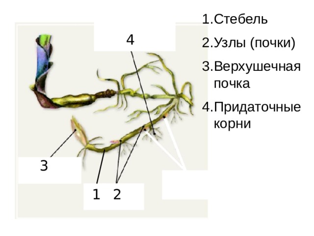 1.Стебель 2.Узлы (почки) 3.Верхушечная почка 4.Придаточные корни 4 3 2 1