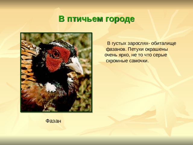 В птичьем городе  В густых зарослях- обиталище  фазанов. Петухи окрашены очень ярко, не то что серые  скромные самочки. Фазан