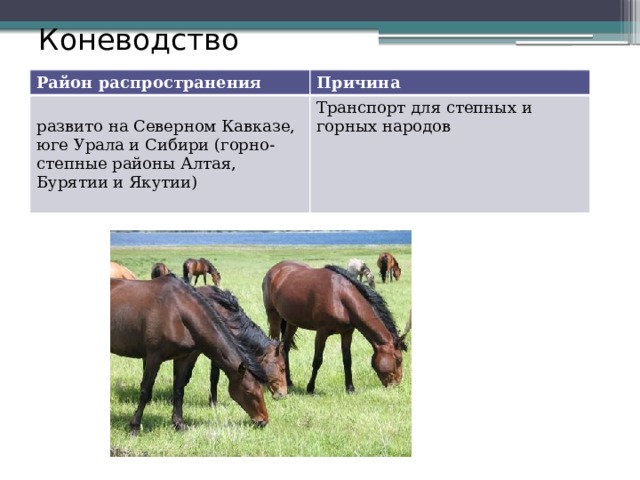 Коневодство Район распространения Причина развито на Северном Кавказе, юге Урала и Сибири (горно-степные районы Алтая, Бурятии и Якутии) Транспорт для степных и горных народов