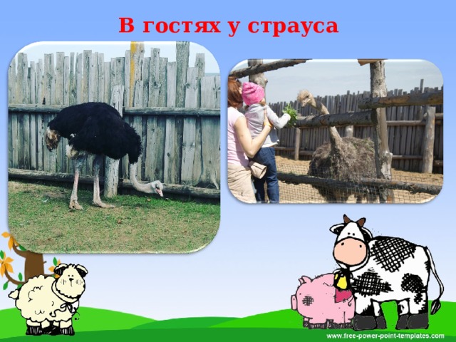 В гостях у страуса