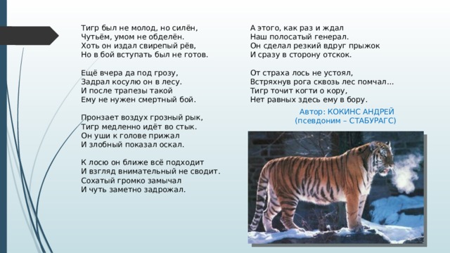 Тигр был не молод, но силён, А этого, как раз и ждал Чутьём, умом не обделён. Наш полосатый генерал. Хоть он издал свирепый рёв, Он сделал резкий вдруг прыжок И сразу в сторону отскок. Но в бой вступать был не готов. От страха лось не устоял, Ещё вчера да под грозу, Задрал косулю он в лесу. Встряхнув рога сквозь лес помчал... И после трапезы такой Тигр точит когти о кору, Ему не нужен смертный бой. Нет равных здесь ему в бору. Пронзает воздух грозный рык, Тигр медленно идёт во стык. Он уши к голове прижал И злобный показал оскал. К лосю он ближе всё подходит И взгляд внимательный не сводит. Сохатый громко замычал И чуть заметно задрожал.  Автор: КОКИНС АНДРЕЙ  (псевдоним – СТАБУРАГС)