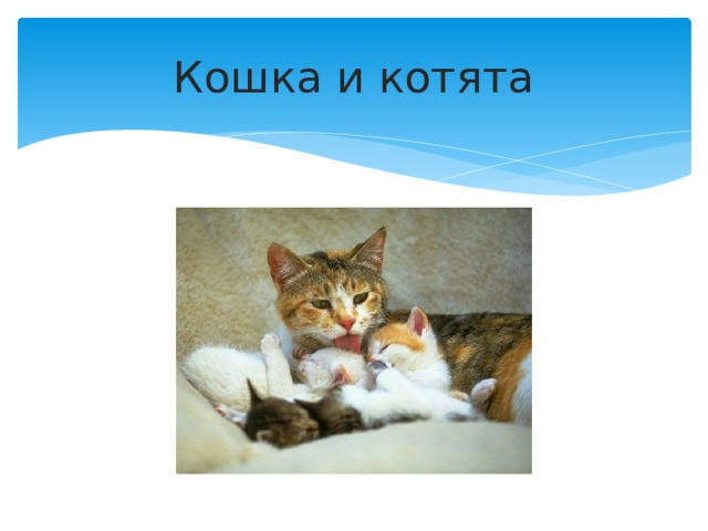 Кошка и котята