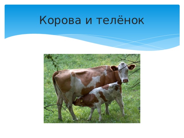 Корова и телёнок